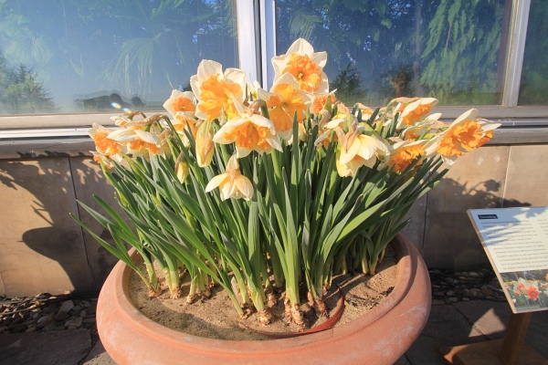 Fruehling   020.jpg